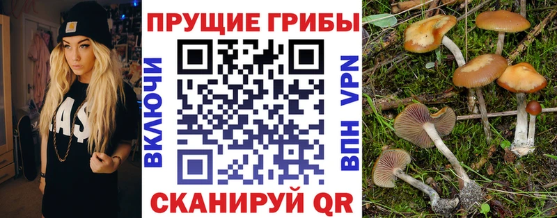 Псилоцибиновые грибы Psilocybe  hydra рабочий сайт  Кореновск  купить наркоту 